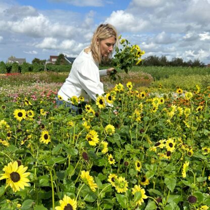 Helianthus Soluna Lemon Nasiona Słonecznik - obrazek 3