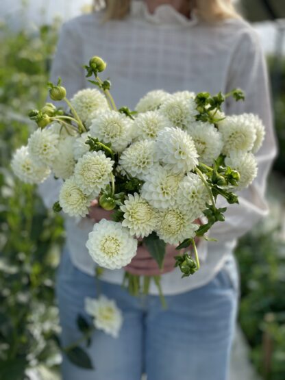 White Aster