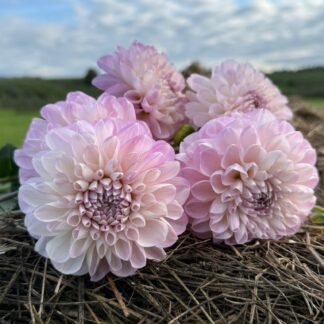 Marionberry Milkshake