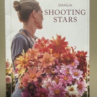Dahlia Shooting Stars