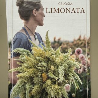 Celosia Limonata
