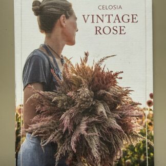Celosia Vintage Rose