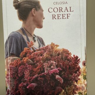 Celosia Coral Reef