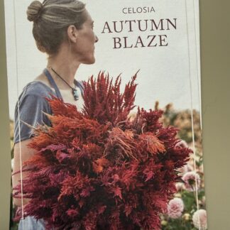 Celosia Autumn Blaze
