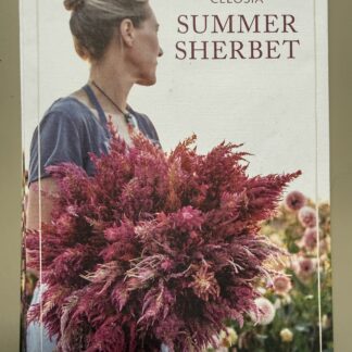 Celosia Summer Sherbet