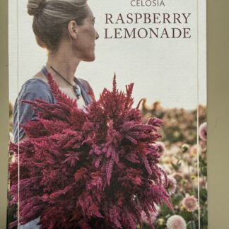 Celosia Raspberry Lemonade